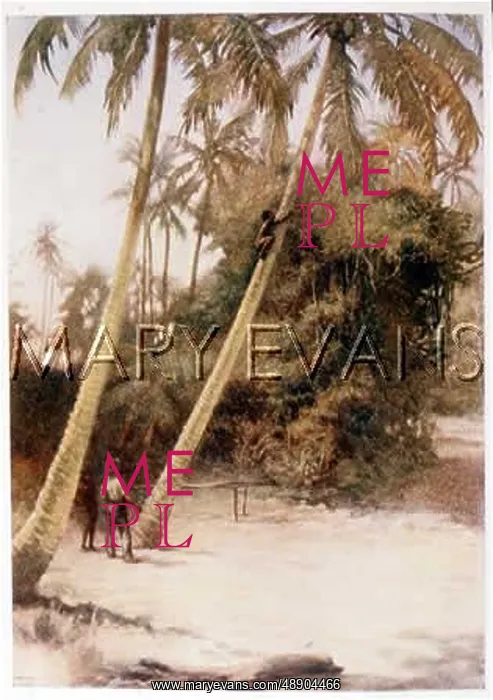 : PICKING COCONUTS / SOLOMON : PICKING COCONUTS / SOLOMON