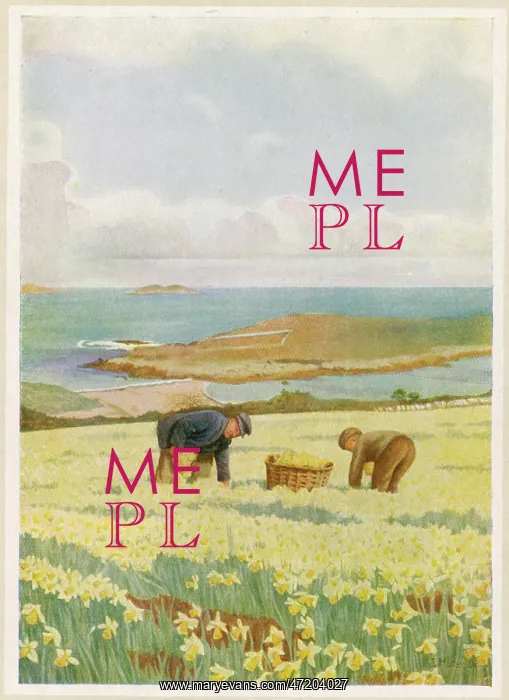 : PICKING DAFFODILS : PICKING DAFFODILS