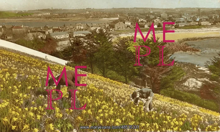 : Picking Daffodils, Hugh Town, St Mary's, Isles of Scilly : Picking Daffodils, Hugh Town, St Mary's, Isles of Scilly