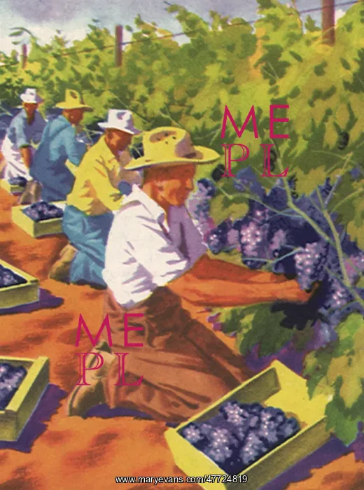  : Picking Grapes