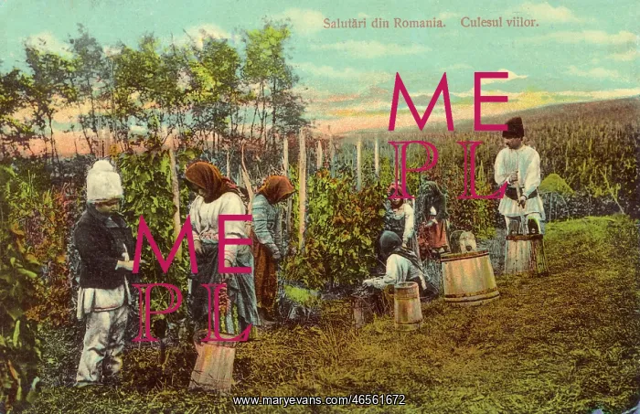 : Picking grapes - Romania : Picking grapes - Romania