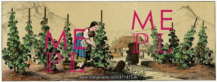 : Picking grapes in a vineyard : Picking grapes in a vineyard