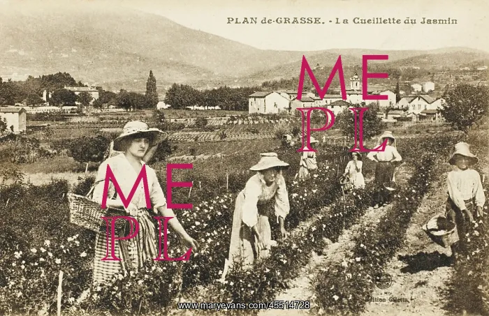  : Picking Jasmine - Grasse, France