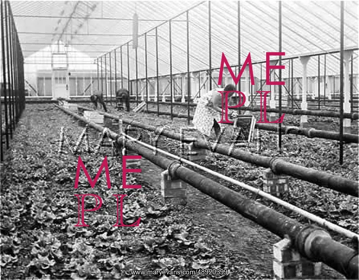 : PICKING LETTUCES : PICKING LETTUCES