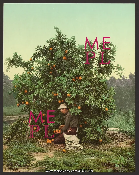  : Picking oranges
