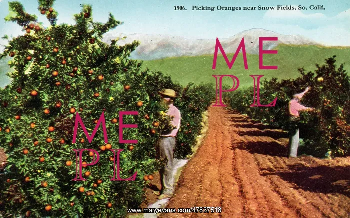: Picking Oranges - Orchard near Snow Fields, California, USA : Picking Oranges - Orchard near Snow Fields, California, USA
