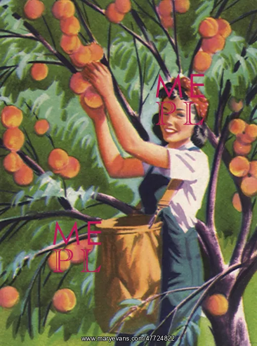  : Picking Peaches