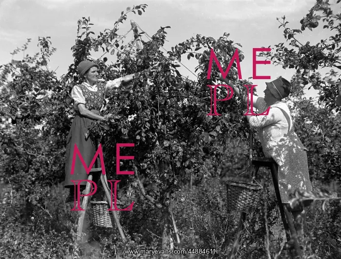 : PICKING PLUMS 1930S : PICKING PLUMS 1930S