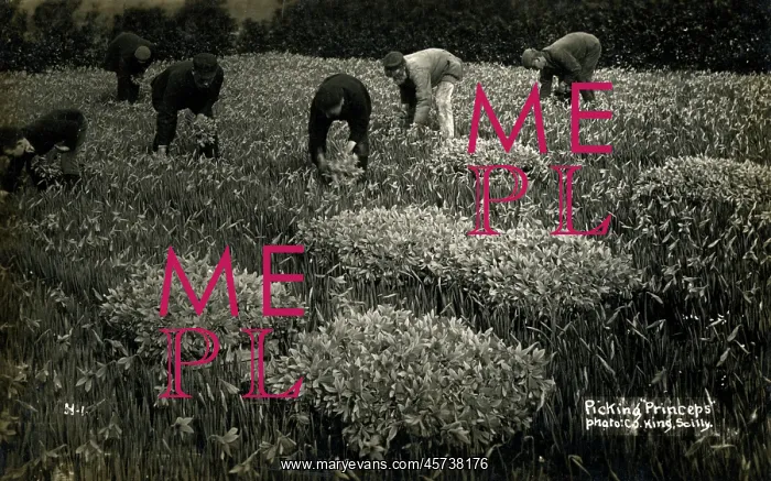 : Picking Princeps Pseudonarcissus Daffodils on Scilly Isles : Picking Princeps Pseudonarcissus Daffodils on Scilly Isles