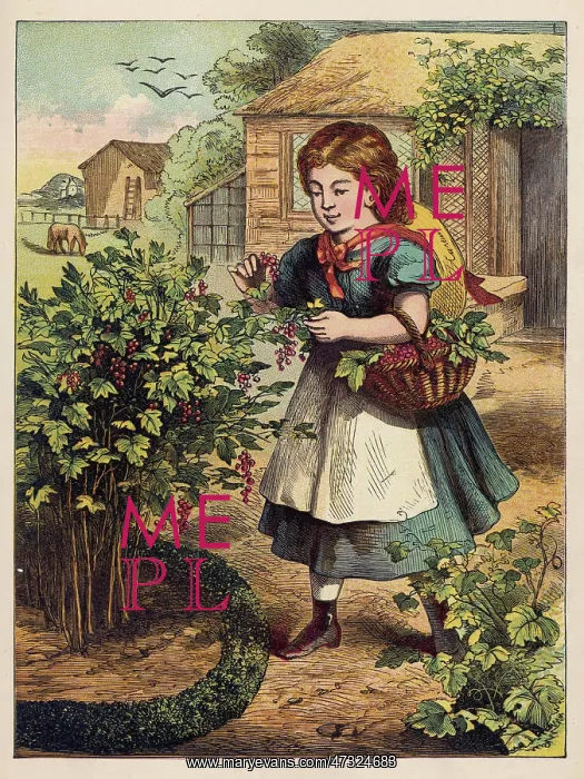  : PICKING REDCURRANTS