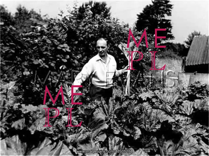  : PICKING RHUBARB