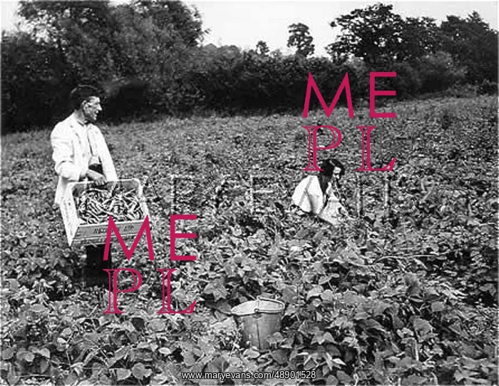 : PICKING RUNNER BEANS : PICKING RUNNER BEANS