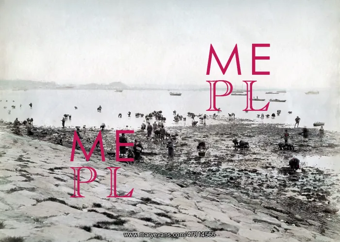 : Picking shellfish along the shore, Japan, c.1880's : Picking shellfish along the shore, Japan, c.1880's