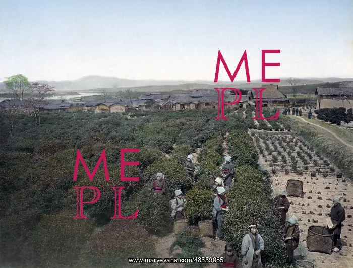  : Picking tea, Japan, circa 1880s