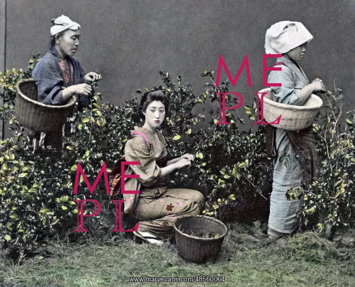  : Picking tea, Japan, circa 1890