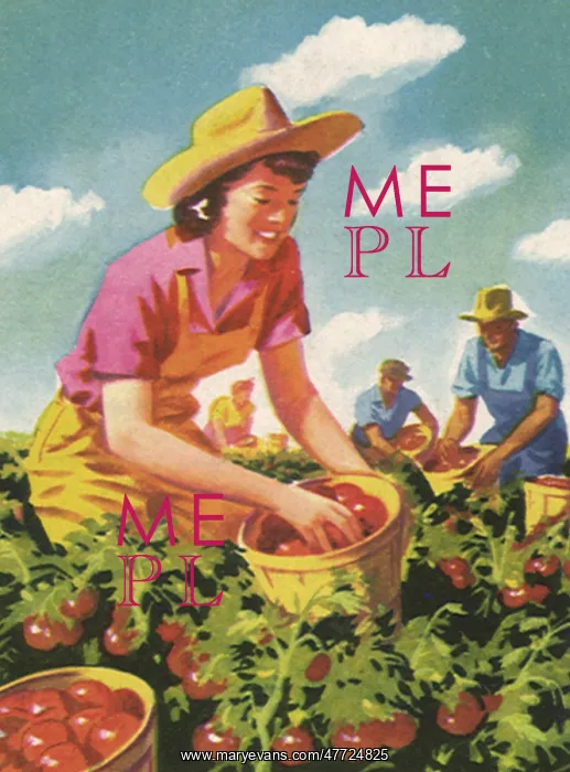  : Picking Tomatoes