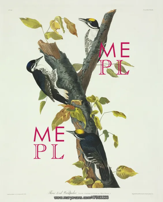  : Picoides arcticus, black-backed woodpecker