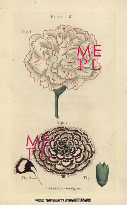 : Picotee carnation and double laced Pink carnation : Picotee carnation and double laced Pink carnation