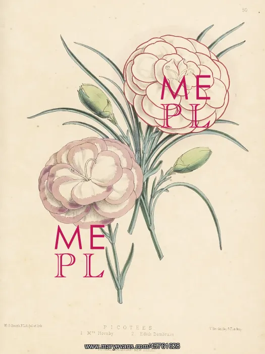: Picotee hybrids: Mrs Hornby 1 and Edith Dombrain 2 : Picotee hybrids: Mrs Hornby 1 and Edith Dombrain 2