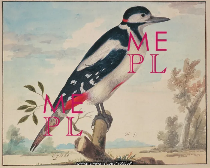 : Picus major, great spotted woodpecker : Picus major, great spotted woodpecker