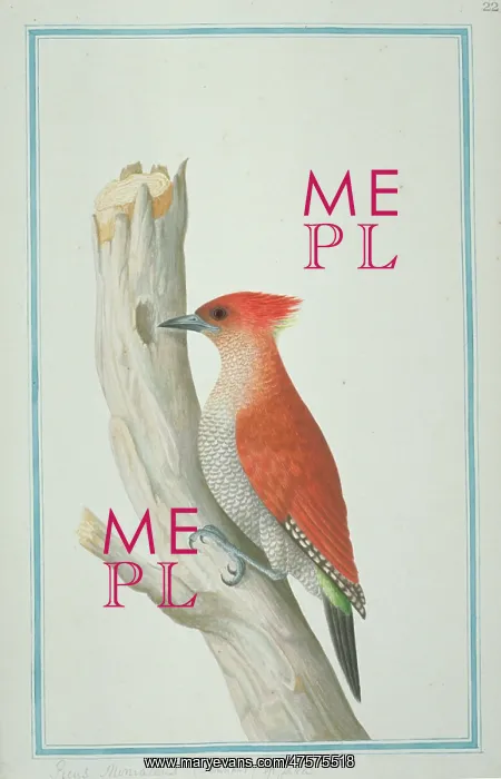 : Picus miniaceus, banded woodpecker : Picus miniaceus, banded woodpecker