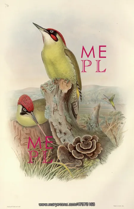 : Picus viridis, green woodpecker : Picus viridis, green woodpecker