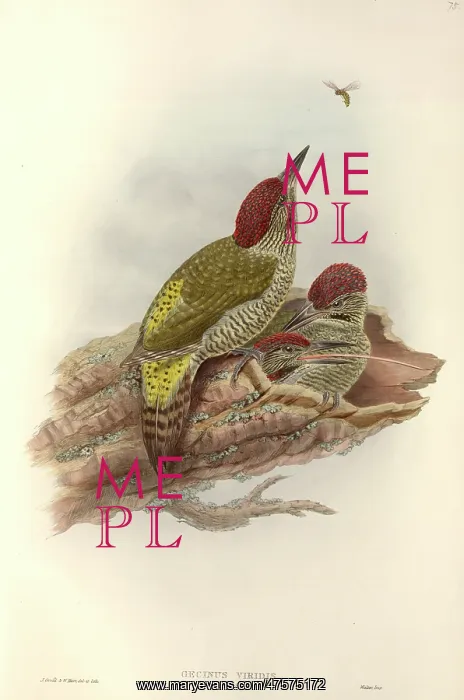: Picus viridis, green woodpecker : Picus viridis, green woodpecker