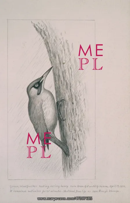 : Picus viridis, green woodpecker : Picus viridis, green woodpecker