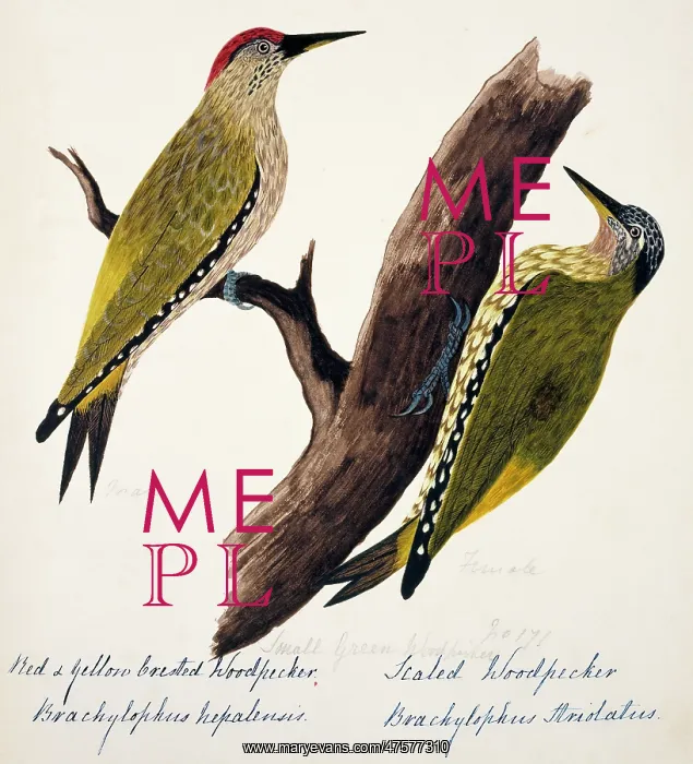 : Picus xanthopygaeus, Picus squamatus : Picus xanthopygaeus, Picus squamatus