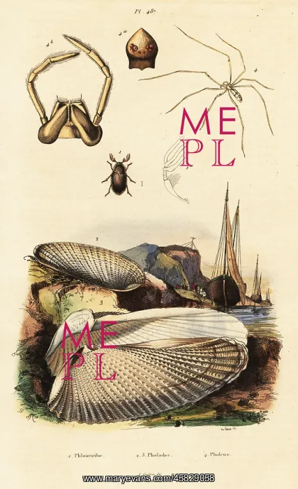 : Piddock, clam, beetle and spider : Piddock, clam, beetle and spider