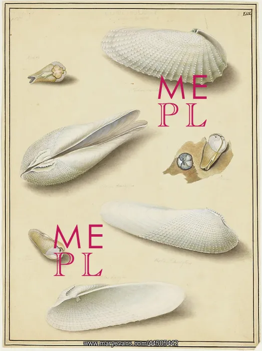 : Piddocks by Edward Donovan (1768 - 1837), artist : Piddocks by Edward Donovan (1768 - 1837), artist