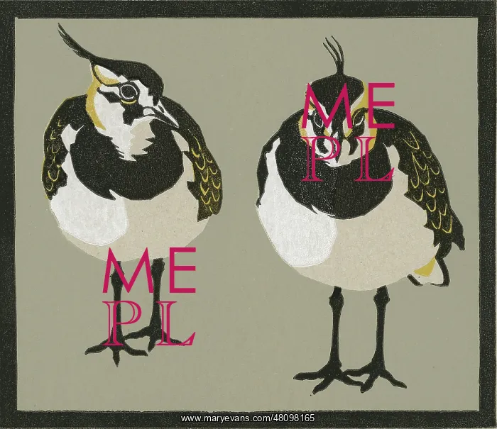: Pie-wipes - Lapwings : Pie-wipes - Lapwings