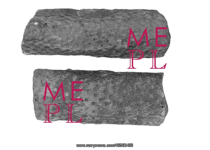 : Two pieces of Carboniferous sandstone from Ballycastle : Two pieces of Carboniferous sandstone from Ballycastle