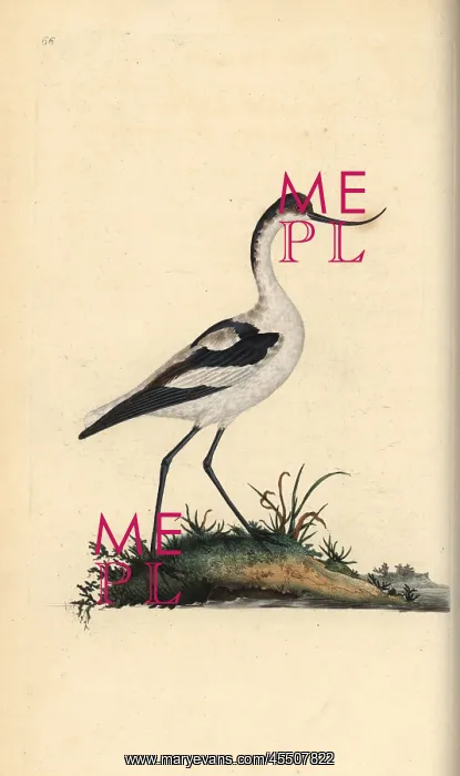 : Pied avocet, Recurvirostra avocetta : Pied avocet, Recurvirostra avocetta