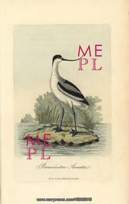 : Pied avocet, Recurvirostra avocetta : Pied avocet, Recurvirostra avocetta