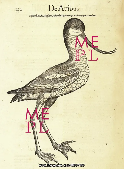 : Pied avocet, Recurvirostra avosetta : Pied avocet, Recurvirostra avosetta