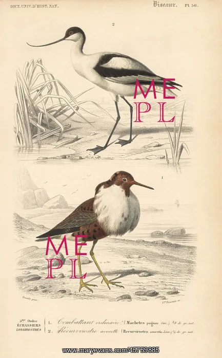 : Pied avocet, Recurvirostra avosetta, and ruff : Pied avocet, Recurvirostra avosetta, and ruff