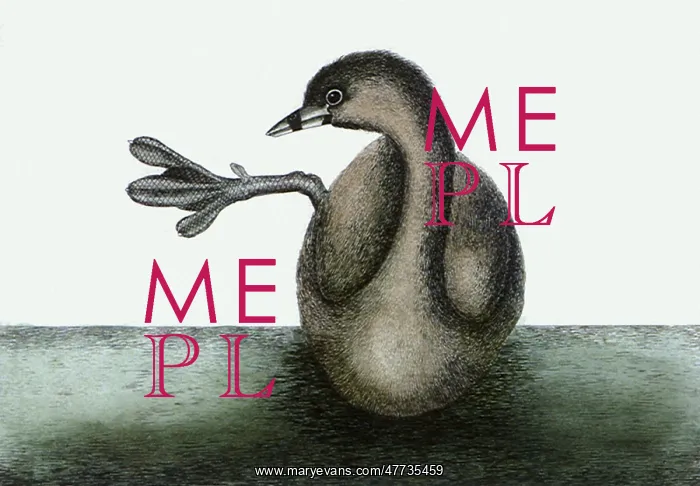 : Pied-Billed Grebe, Podilymbus podiceps