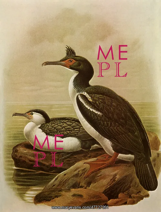 : Pied Cormorant & Rough-faced Cormorant : Pied Cormorant & Rough-faced Cormorant