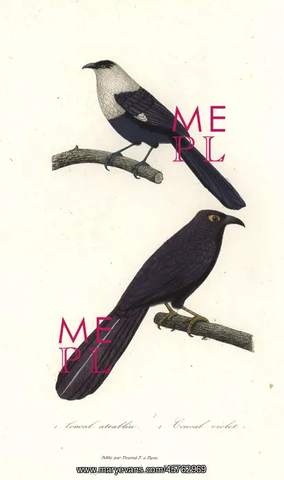 : Pied coucal and violet coucal : Pied coucal and violet coucal