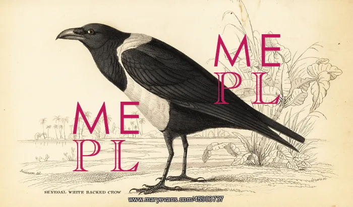 : Pied crow, Corvus albus : Pied crow, Corvus albus