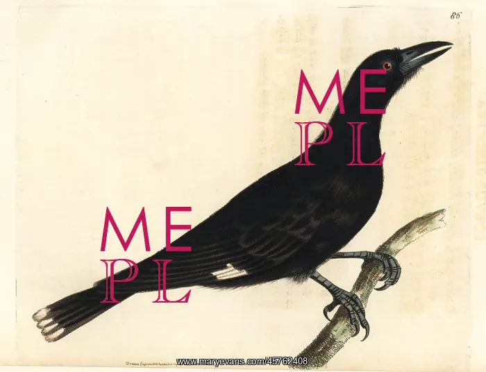 : Pied currawong, Strepera graculina : Pied currawong, Strepera graculina