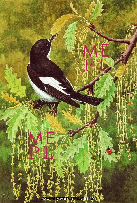 : PIED FLYCATCHER : PIED FLYCATCHER