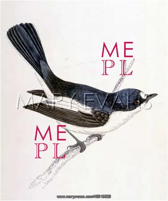 : PIED FLYCATCHER : PIED FLYCATCHER