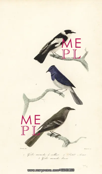 : Pied flycatcher, blue and white flycatcher and : Pied flycatcher, blue and white flycatcher and