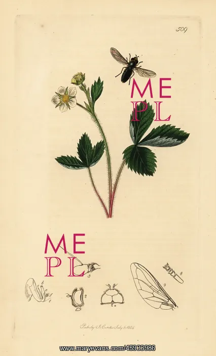 : Pied hoverfly and barren strawberry : Pied hoverfly and barren strawberry