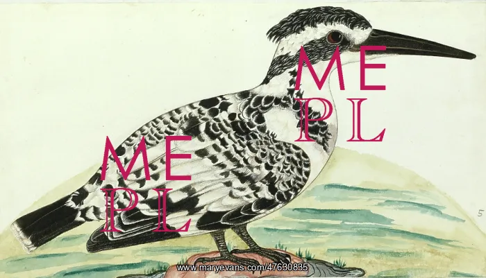 : Pied Kingfisher, Ceryle rudis : Pied Kingfisher, Ceryle rudis