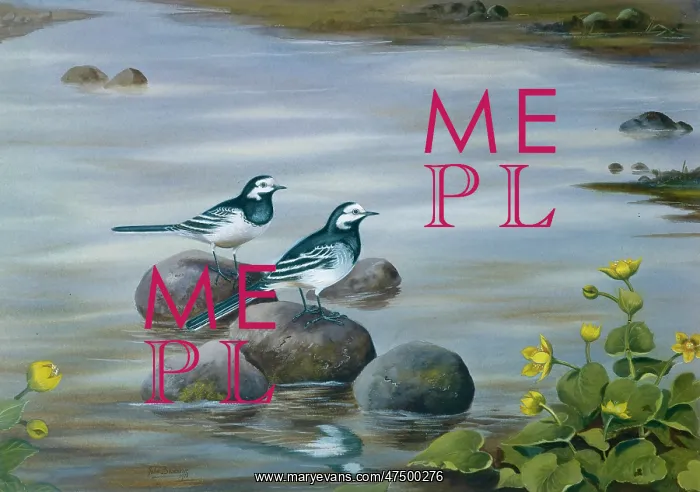 : Pied Wagtail ' two birds standing on rocks : Pied Wagtail ' two birds standing on rocks