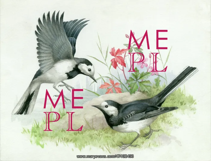  : Two pied wagtails with herb robert