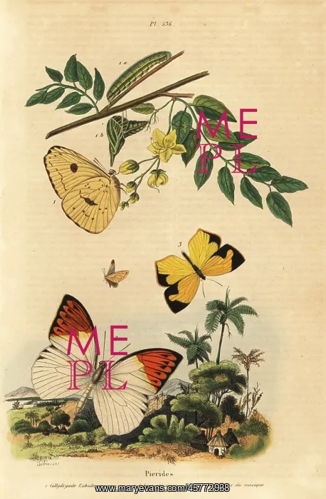 : Pierid butterflies : Pierid butterflies